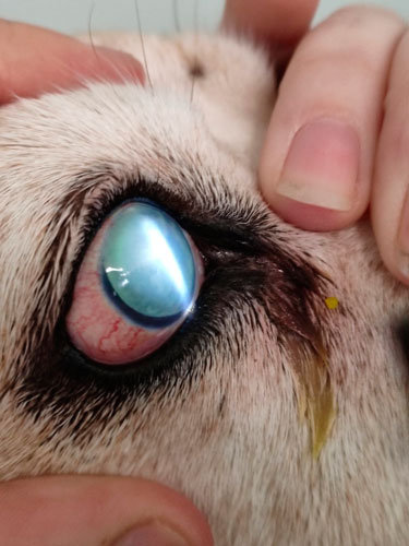 opacidad corneal en glaucoma perros