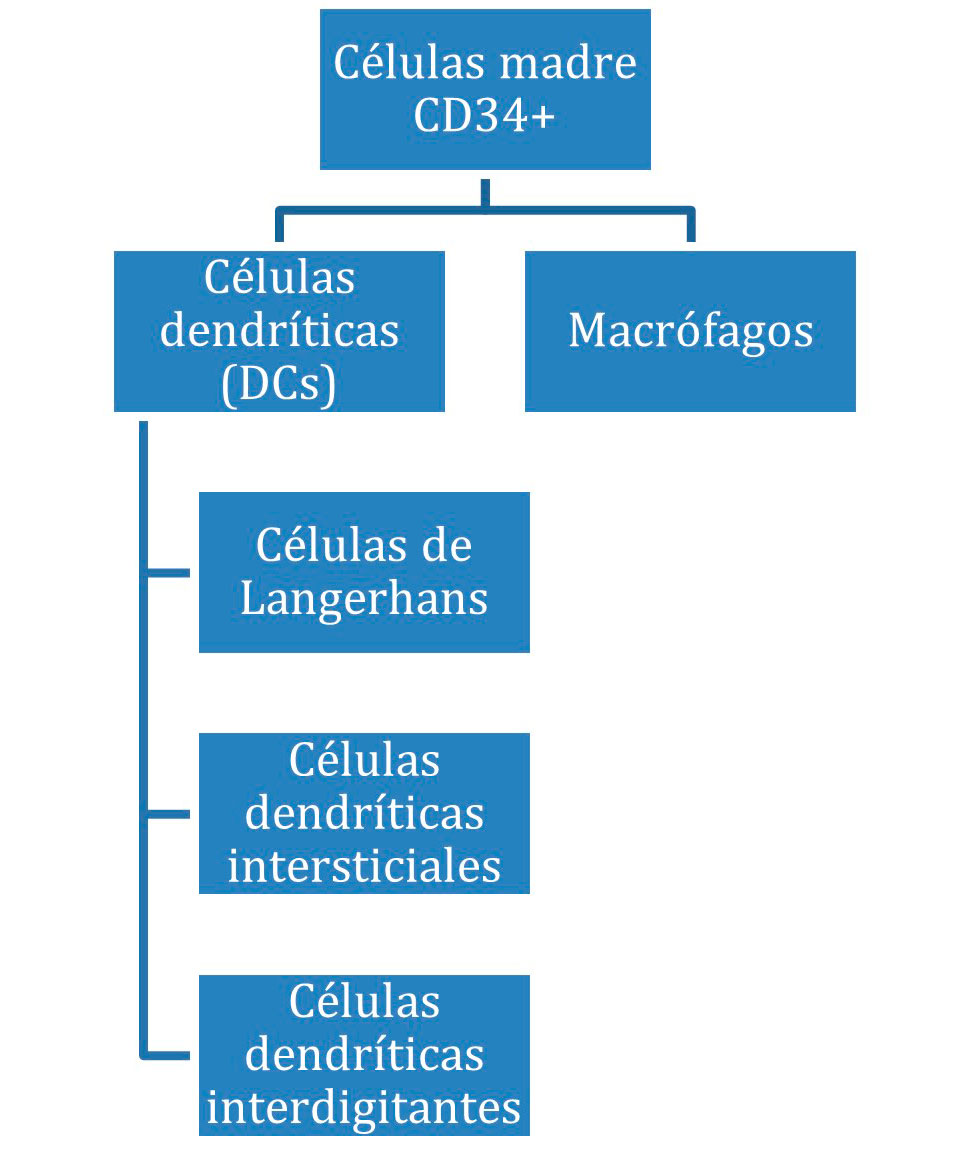 Origen y evolución histiocitos