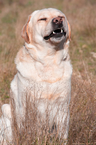 estornudos compulsivos perro tras aspirar espiga por la nariz