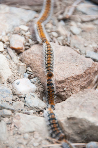 oruga procesionaria del pino