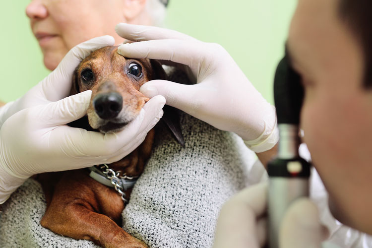 veterinario examina ojo perro en busca de espiga
